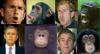 bush or chimp